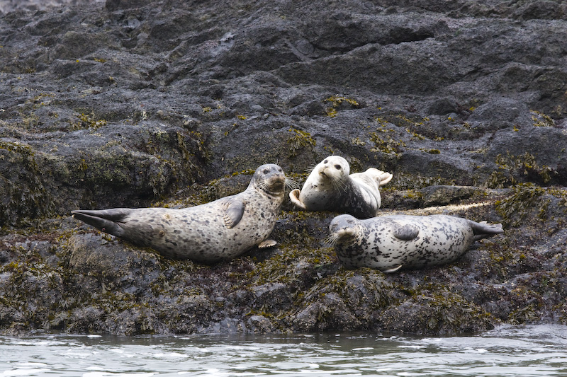 Harbor Seals